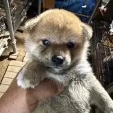 柴犬(標準サイズ)