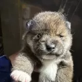 柴犬(標準サイズ)【広島県・男の子・2025年4月23日・胡麻】の写真3