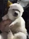 柴犬(標準サイズ)【広島県・男の子・2025年2月17日・白】の写真3