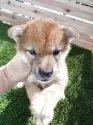 柴犬(標準サイズ)【広島県・女の子・2025年7月27日・赤】の写真4