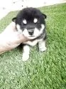 柴犬(標準サイズ)【広島県・女の子・2025年8月29日・黒】の写真4