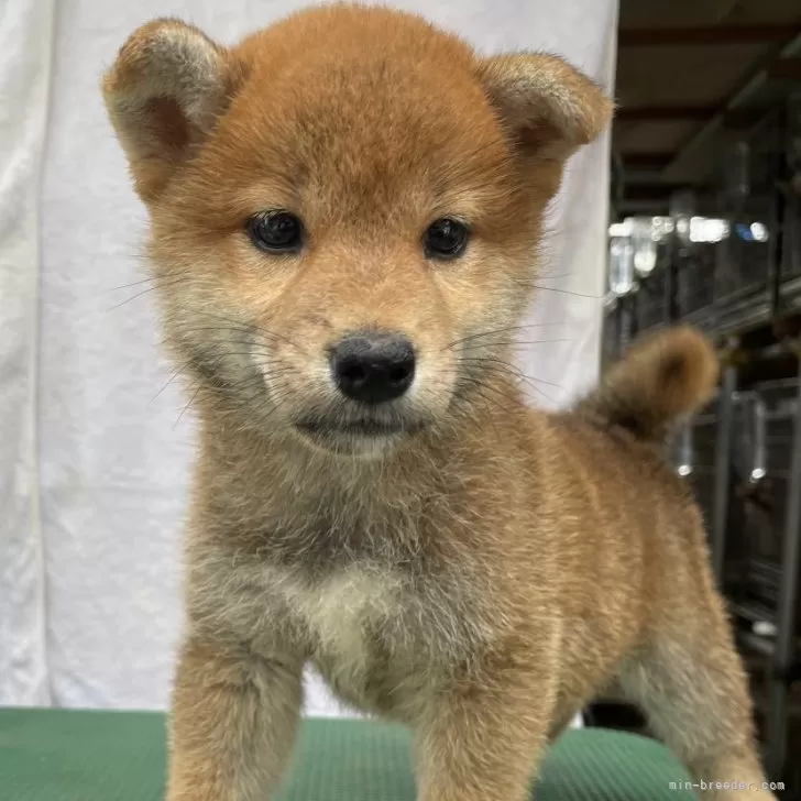 S.Y 様のお迎えした子犬
