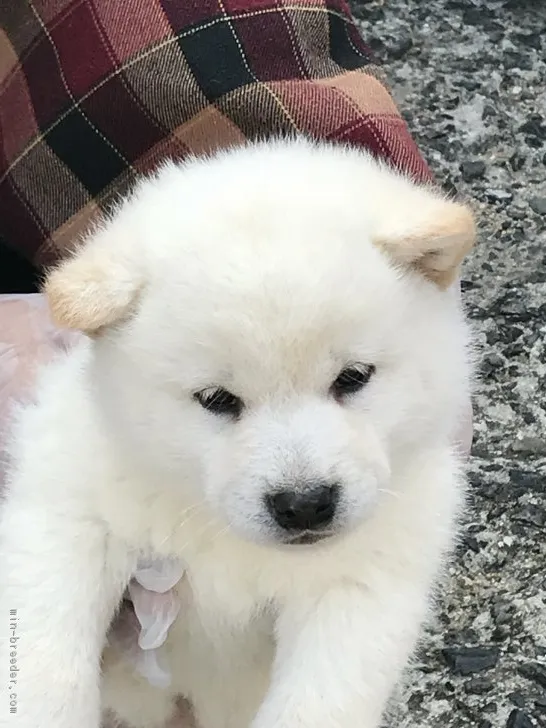 しろしば 様のお迎えした子犬