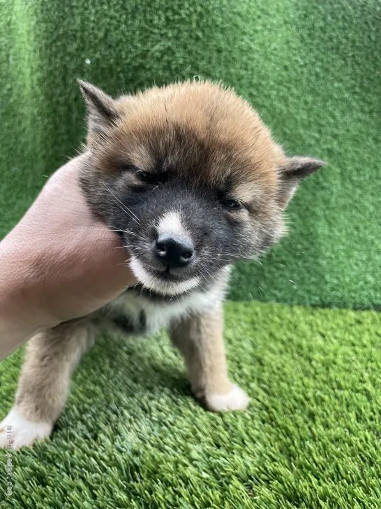 ID:2202-01124の子犬