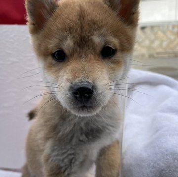 柴犬(標準サイズ)【広島県・女の子・2023年10月7日・赤】の写真「クリスマスセール🎅🏽ワクチン、マイクロ代サービス」