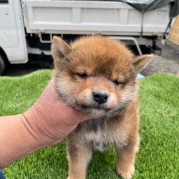 柴犬(標準サイズ)【広島県・男の子・2023年2月26日・赤】の写真「一緒に過ごす、幸せな生涯を保証します！」