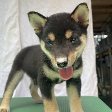 柴犬(豆柴)【広島県・男の子・2024年5月20日・黒】の写真「可愛い豆柴」