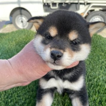 柴犬(標準サイズ)【広島県・男の子・2023年2月10日・黒】の写真「可愛い黒柴」