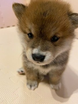 柴犬(豆柴)【広島県・男の子・2021年11月17日・毛艶のいい豆柴】の写真「可愛らしい豆柴」