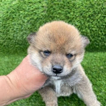 柴犬(標準サイズ)【広島県・女の子・2023年4月26日・赤】の写真「可愛いさが止まらない子犬」