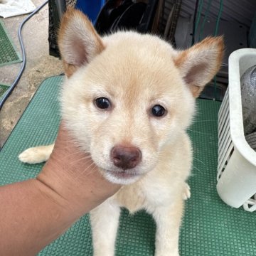 柴犬(標準サイズ)【広島県・女の子・2024年8月12日・白】の写真「可愛い白柴」