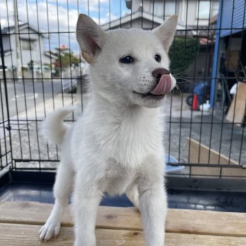 柴犬(標準サイズ)【広島県・女の子・2023年9月6日・白】の写真「白柴ちゃん」