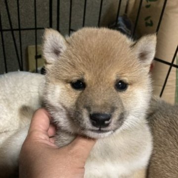 柴犬(豆柴)【広島県・男の子・2023年4月18日・赤】の写真「体が小さく短い毛並みであるため体の手入れが容易です」