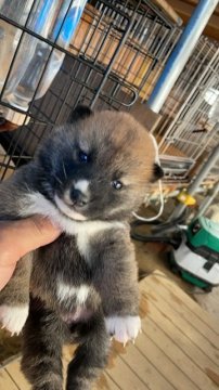 柴犬(標準サイズ)【広島県・女の子・2021年12月10日・赤】の写真「可愛らしい柴犬」