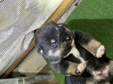 柴犬(豆柴)【広島県・男の子・2021年12月5日・黒】の写真「柄のいい豆柴」