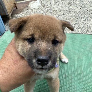 柴犬(豆柴)【広島県・男の子・2024年9月19日・赤】の写真「可愛い豆柴」