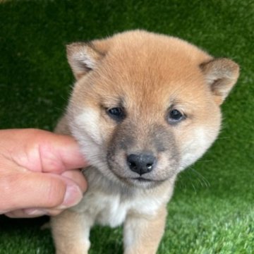 柴犬(標準サイズ)【広島県・男の子・2023年3月15日・赤】の写真「家族の一員になる最高のパートナーをお届けします！」