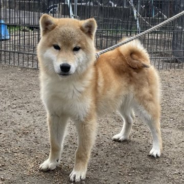 柴犬(標準サイズ)【広島県・男の子・2023年7月11日・赤】の写真「クリスマスセール🎅🏽ワクチン、マイクロ代サービス」