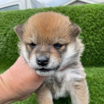 柴犬(標準サイズ)【広島県・女の子・2023年4月26日・赤】の写真「可愛いさが止まらない未来の家族」