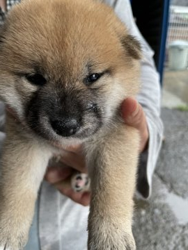柴犬(標準サイズ)【広島県・女の子・2021年6月18日・赤】の写真「毛艶もよくてふっくらと成長しています」