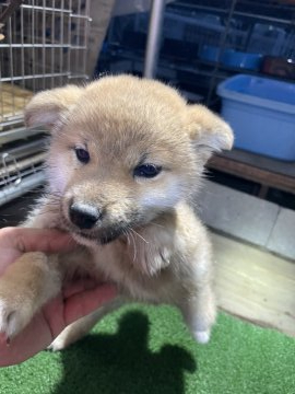 柴犬(標準サイズ)【広島県・女の子・2022年1月14日・赤】の写真「可愛い柴ちゃん」
