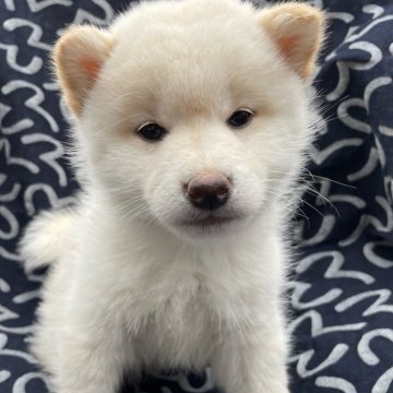 柴犬(標準サイズ)【広島県・男の子・2024年1月6日・白】の写真「3兄妹❕」