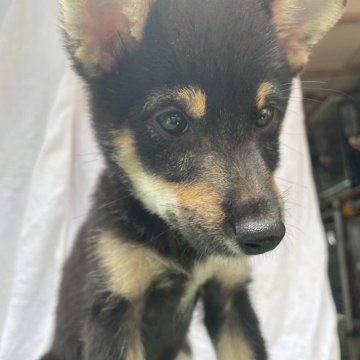 柴犬(豆柴)【広島県・男の子・2024年4月18日・黒】の写真「豆柴3兄妹」