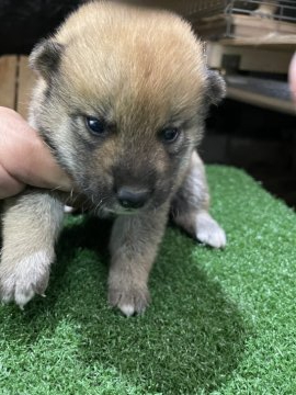 柴犬(標準サイズ)【広島県・女の子・2021年6月3日・赤】の写真「毛艶のいい柴犬」