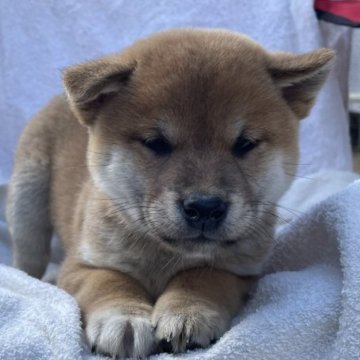 柴犬(標準サイズ)【広島県・男の子・2023年10月1日・赤】の写真「クリスマスセール🎅🏽ワクチン、マイクロ代サ」