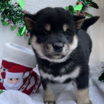 柴犬(標準サイズ)【広島県・男の子・2023年10月1日・黒】の写真「黒柴くん✨️」