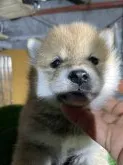 柴犬(標準サイズ)【広島県・女の子・2020年11月25日・赤】の写真3