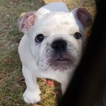 ブルドッグ【京都府・男の子・2024年8月14日・ホワイト】の写真「全身真っ白なハンサムくん」