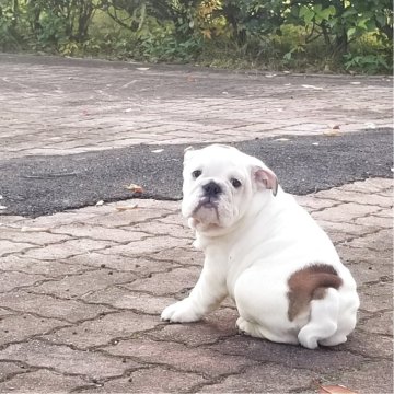 ブルドッグ【京都府・男の子・2025年8月16日・ホワイト&レッド】の写真「活発な男の子です！」