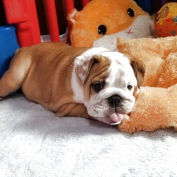 ブルドッグ【京都府・女の子・2025年3月1日・レッド&ホワイト】の写真「性格、ボディ共に抜群の女の子です♡」