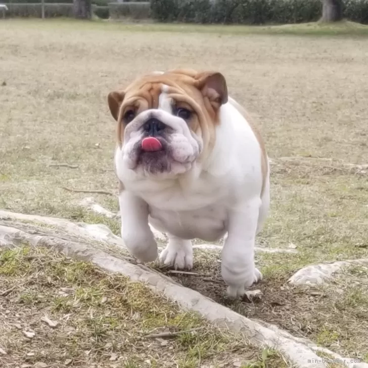 ID:2312-06754の子犬