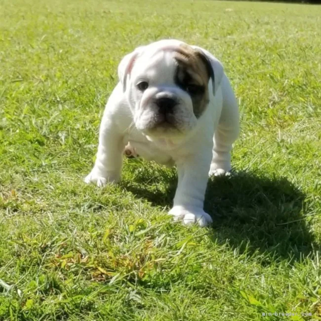 さとぼん 様のお迎えした子犬