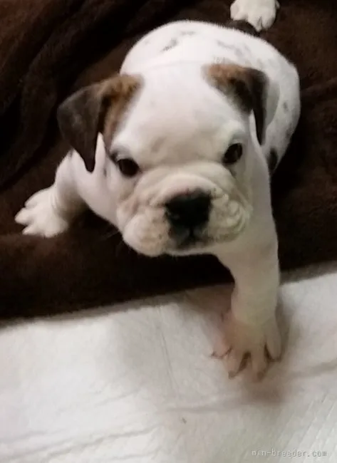 ゆい 様のお迎えした子犬