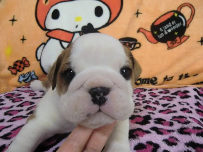 ID：1402-00277の子犬