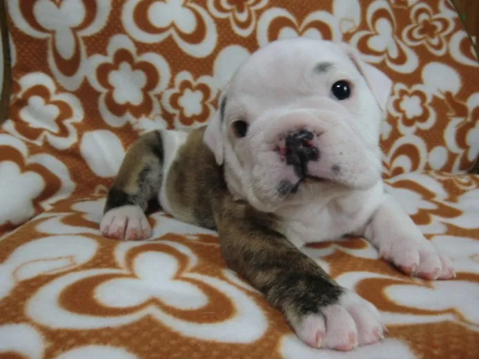 ID：1210-00012の子犬