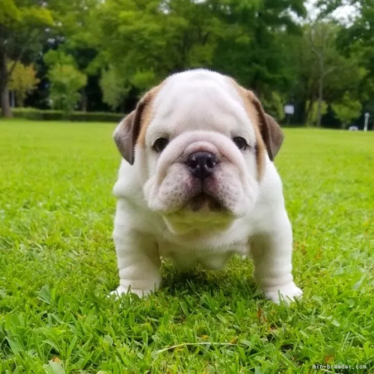 オカマキ 様のお迎えした子犬