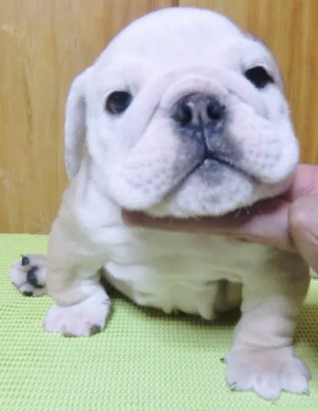 ID：1412-00023の子犬