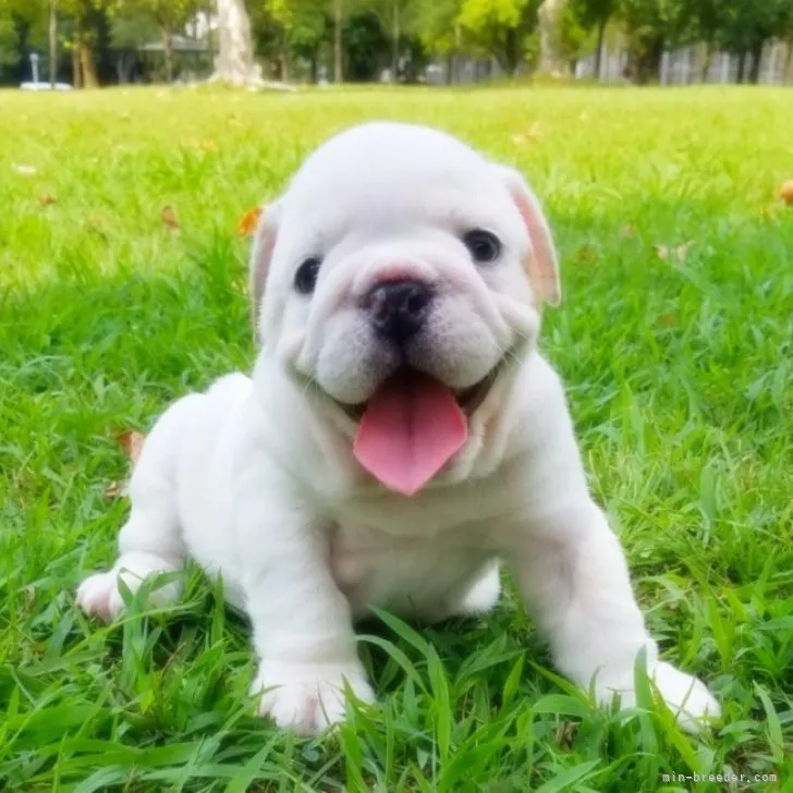 ID：2308-05026の子犬
