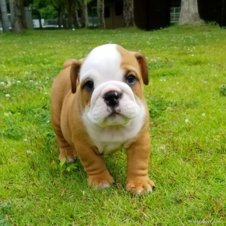 ID：2206-02353の子犬