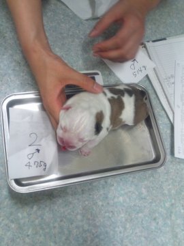 ブルドッグ【京都府・男の子・2012年9月21日・ホワイト/レッド】の写真「」