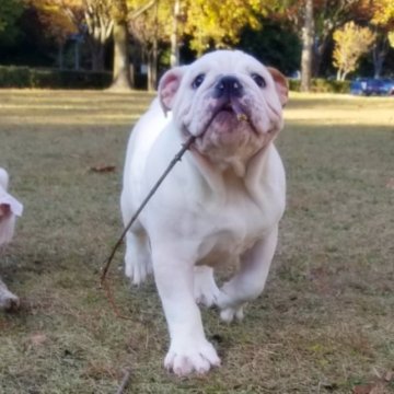 ブルドッグ【京都府・男の子・2023年7月19日・ホワイト&レッド】の写真「イケメンボーイです。」