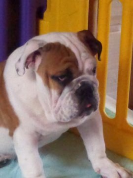 ブルドッグ【京都府・男の子・2013年12月25日・レッド・ホワイト】の写真「とても貫禄のあるお顔です！」