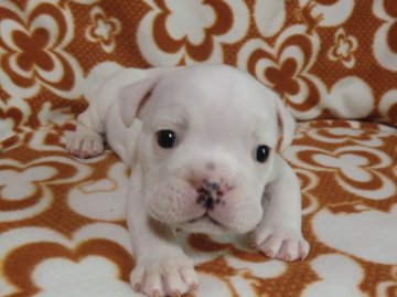 ブルドッグ【京都府・男の子・2012年9月21日・ホワイト】の写真「」