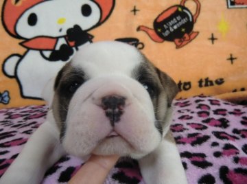 ブルドッグ【京都府・女の子・2013年12月25日・レッドホワイト】の写真「」