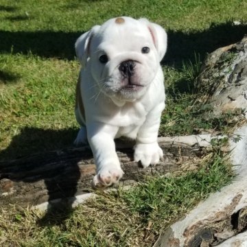 ブルドッグ【京都府・男の子・2024年8月14日・レッド&ホワイト】の写真「おっとり甘えん坊の癒し系くん」