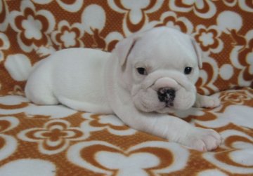 ブルドッグ【京都府・女の子・2012年9月21日・ホワイト】の写真「」